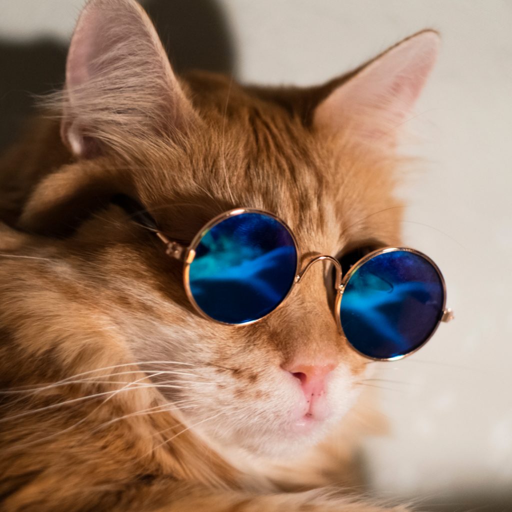 A housecat hilariously models its owner's pair of sunglasses.