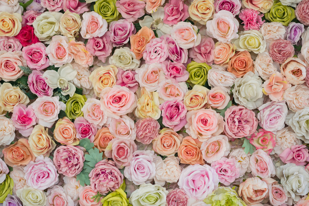 A bed of roses is photographed from above.,