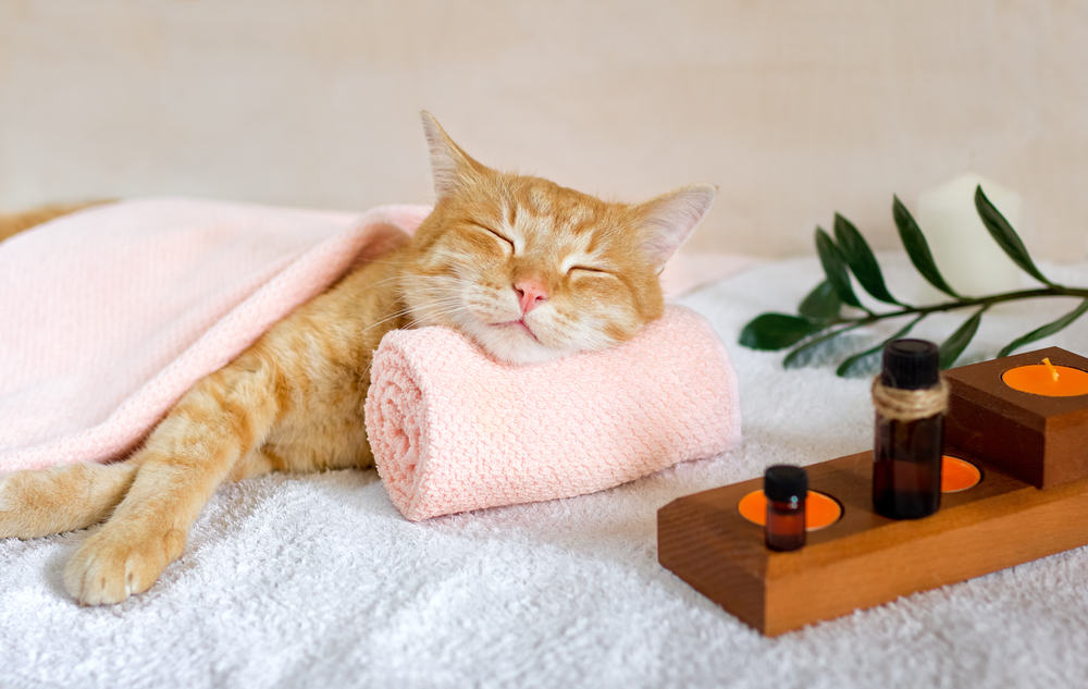A cat enjoys a massage.