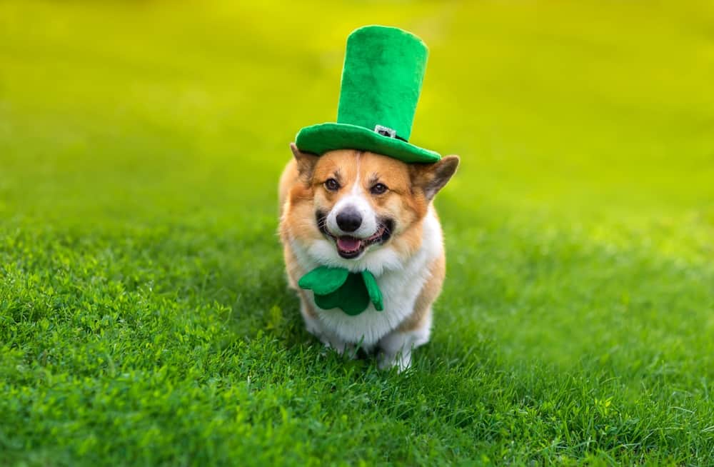 A cute dog wears a green hat.