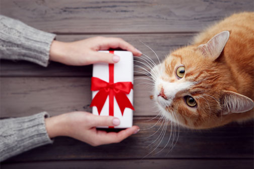 A pet owner gives a Christmas gift to their pet cat.