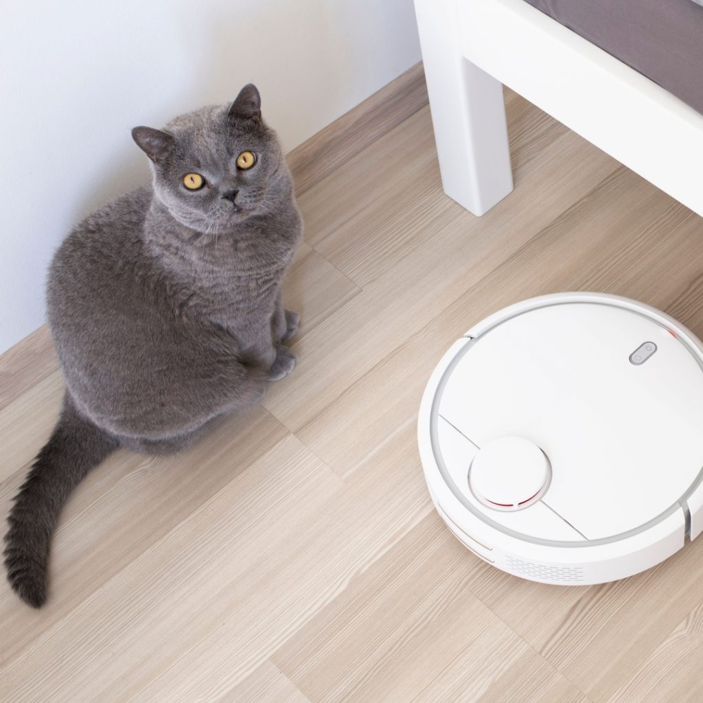 A cat seems a bit confused by a robot vacuum cleaner.